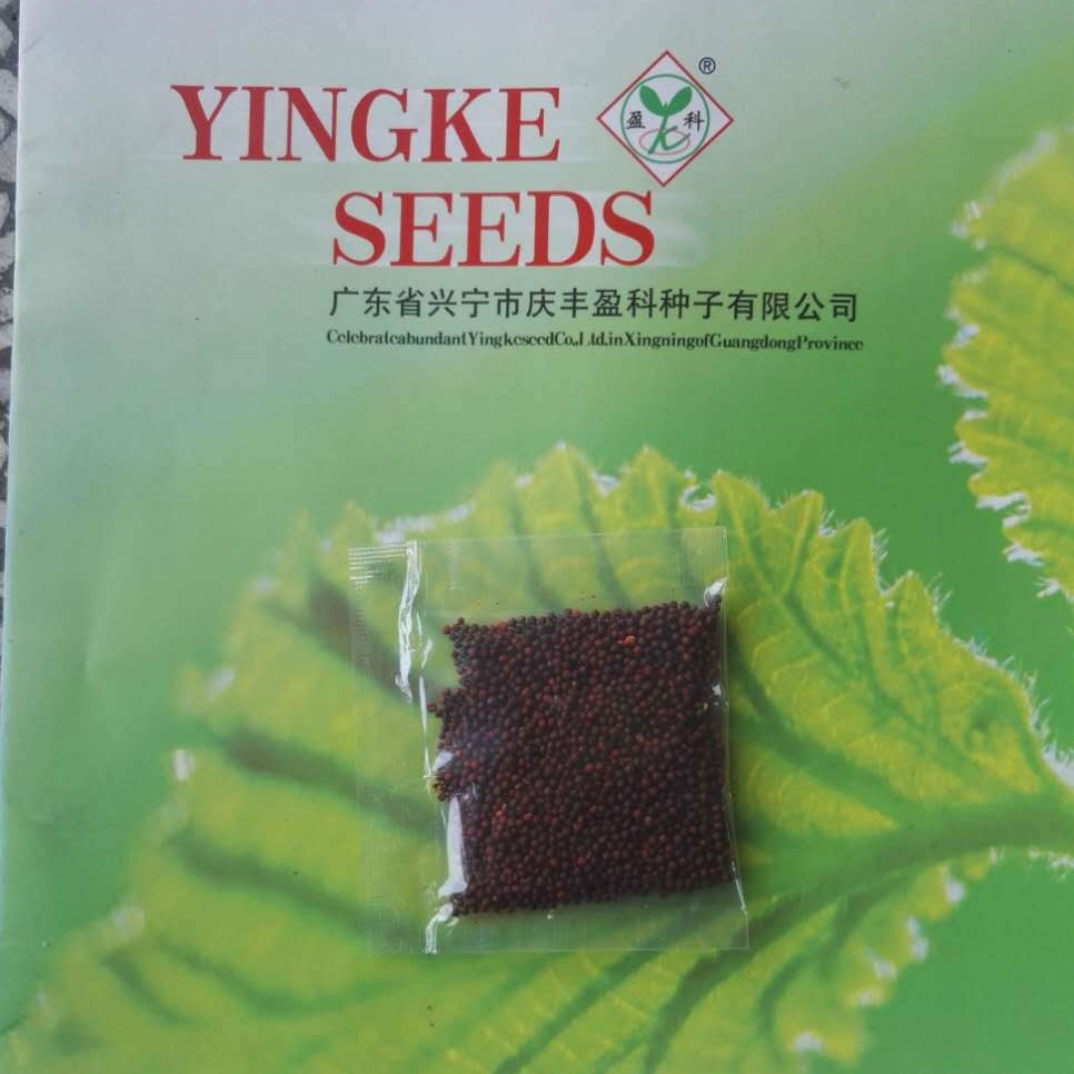 Zengcheng Chi Cai Xin Seeds 100-150 Days Chi Flower Beet Heart Seeds Wholesale Sweet and Crisp Bamboo Shoots Lianzhou Vegetable Moss Seeds