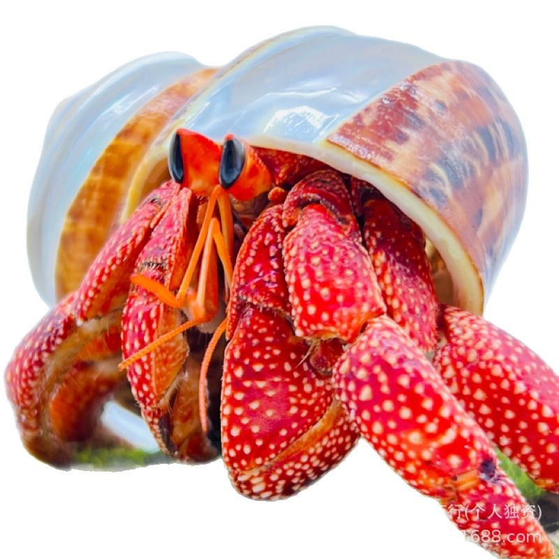 Terrestrial hermit crab live wholesale primary source of wholesale strawberry blackberry gray short wrist dark purple