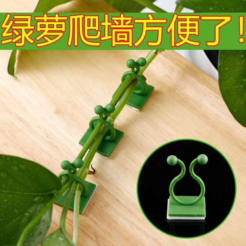 Vine Green Plant Indoor Nail-free Wall-mounted Self-adhesive Hook Pothos Wall Climbing Artifact Wall Fixator Traceless Climbing
