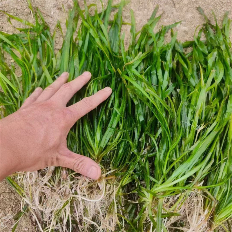 Environmental Engineering Submersible Plants Dwarf Waterweed Aquatic Plants Direct Sales Pond Fish Shrimp Crab Aquatic Plants Hydroponics