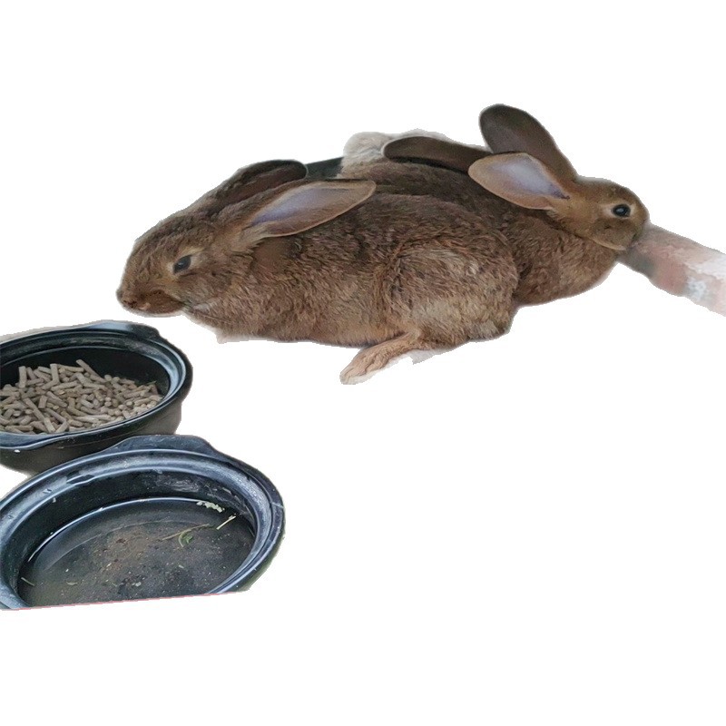 Manufacturer Wholesales High-Quality Belgian Rabbits, Live Meat Rabbits, Special Wholesale Price, Breeding Rabbits, Live Seedlings