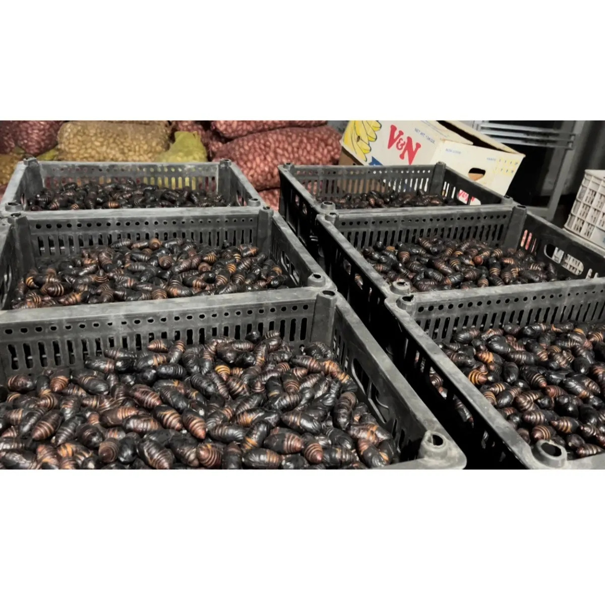 Fresh Northeastern Special Grade Tussah Silkworm Pupa, Wild Yellow Large Silkworm Pupa, Live Cicada Pupa, Wild Black Whole Box