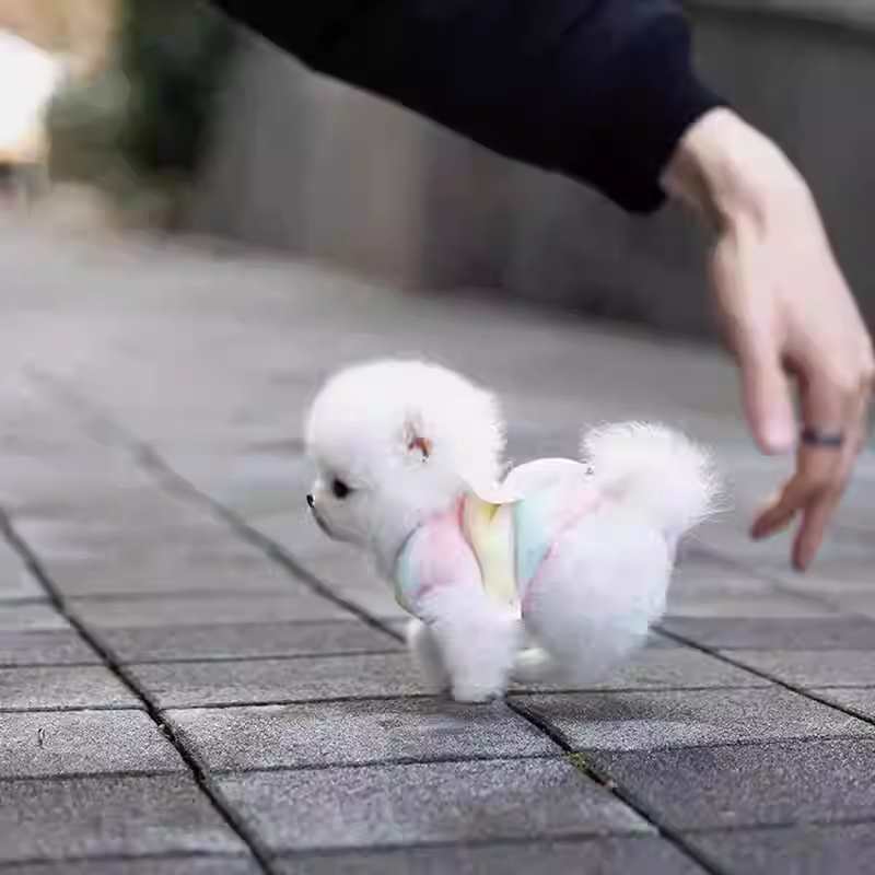 Purebred Pomeranian Puppy Internet Celebrity Teacup Dog Cute Mini Long-Live Pomeranian Pet Puppy Dog Live Animal