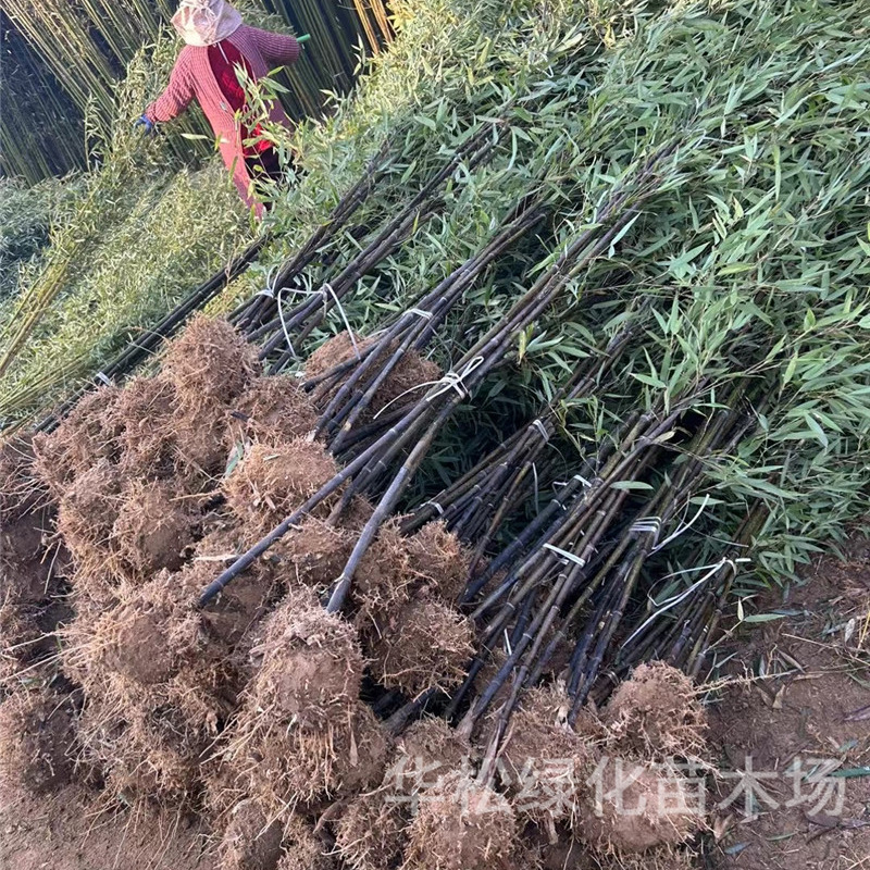 Bamboo Seedlings, Green Bamboo, Purple Bamboo, Gold Inlaid Jade Bamboo, Garden Plants, Evergreen Potted Plants in All Seasons, Ornamental Green Bamboo Seedlings