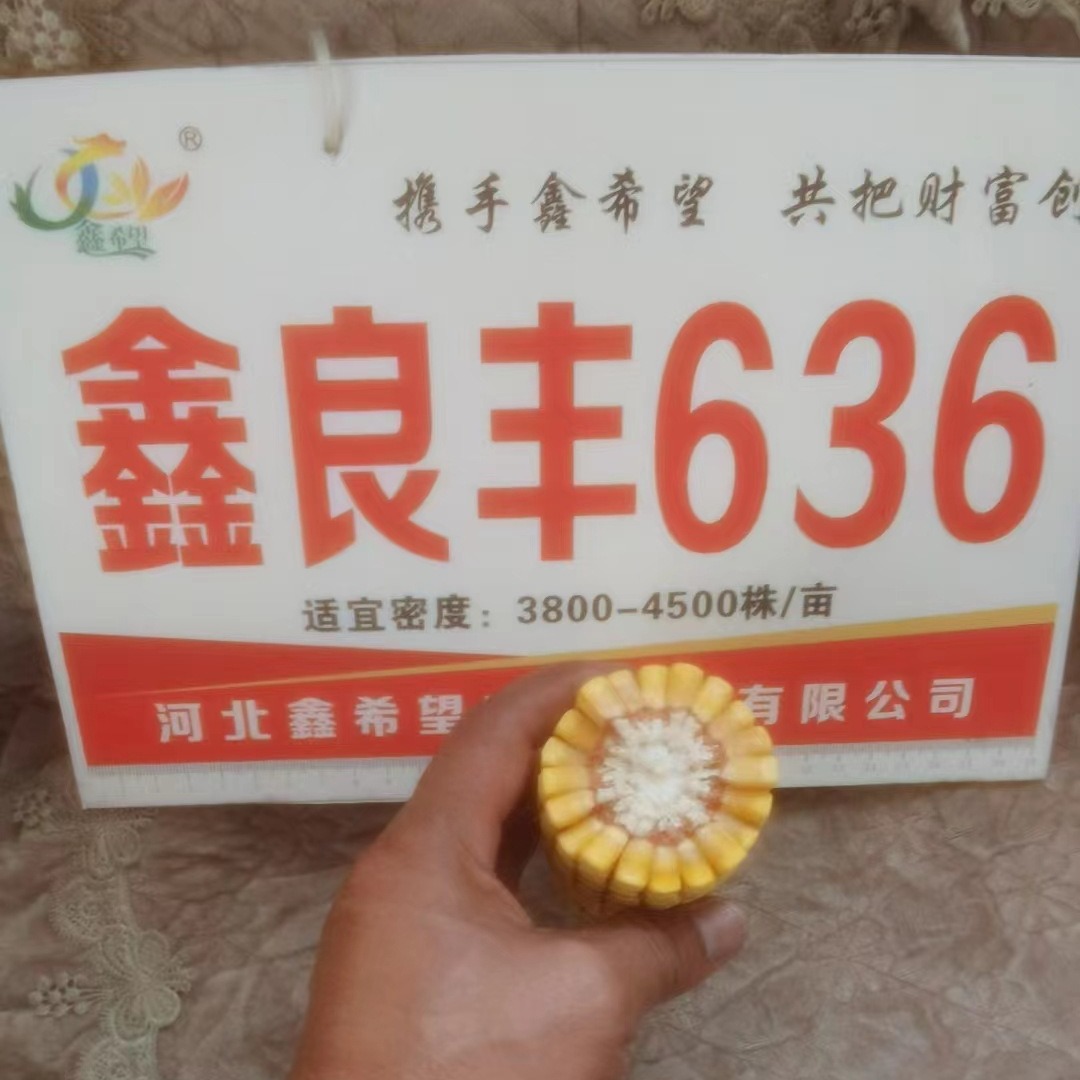Hybrid Corn Seed Approved in 2022 Hongshou Xinliangfeng 636 Hybrid Corn Seed