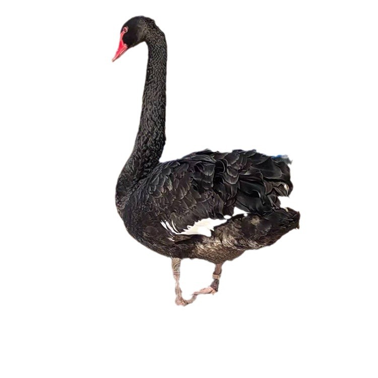 The Farm Sells Adult Ornamental Black Swans for Sale. How Much Do Purebred Black Swan Seedlings Cost? Black Swan Recycling