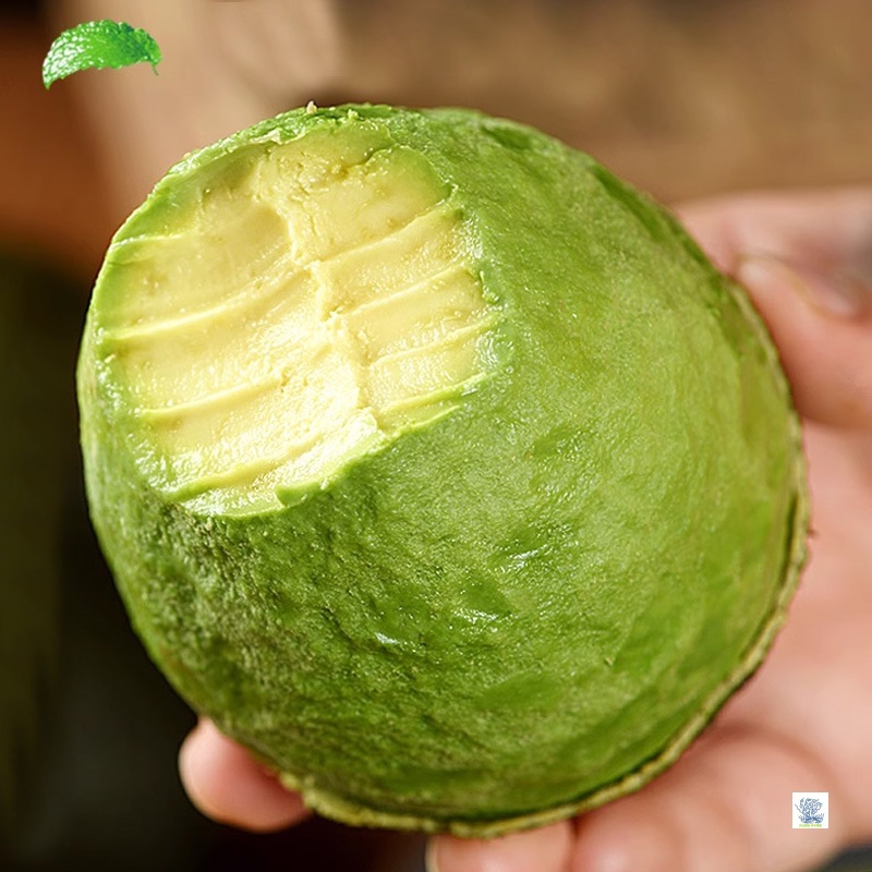 Peruvian Avocado Selection, 15 Fresh Seasonal Whole Boxes, Free Shipping, Non-Ripe, First-Grade, Freshly Picked, Creamy Taste