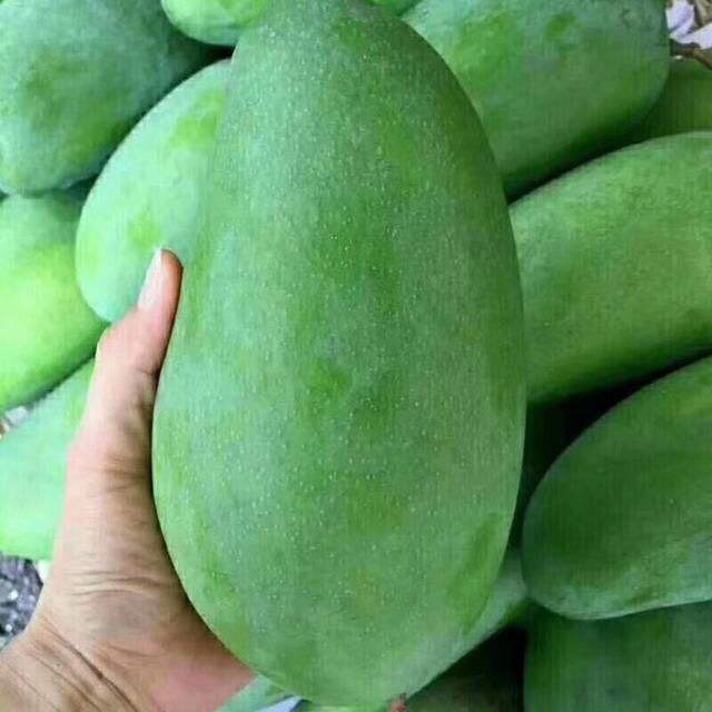 Vietnamese Green Mangoes, Golden Mangoes, and Fresh Seasonal Green Mangoes, Freshly Picked and Ready to Eat