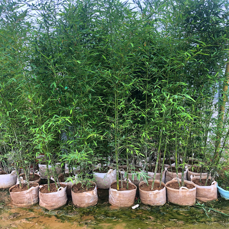 Bamboo Seedlings for Courtyard Greening Plants, Gold Inlaid Jade Bamboo, Purple Bamboo Seedlings, Green Bamboo Seedlings, Moso Bamboo, Arhat Bamboo Seedlings, Large Ground Planting