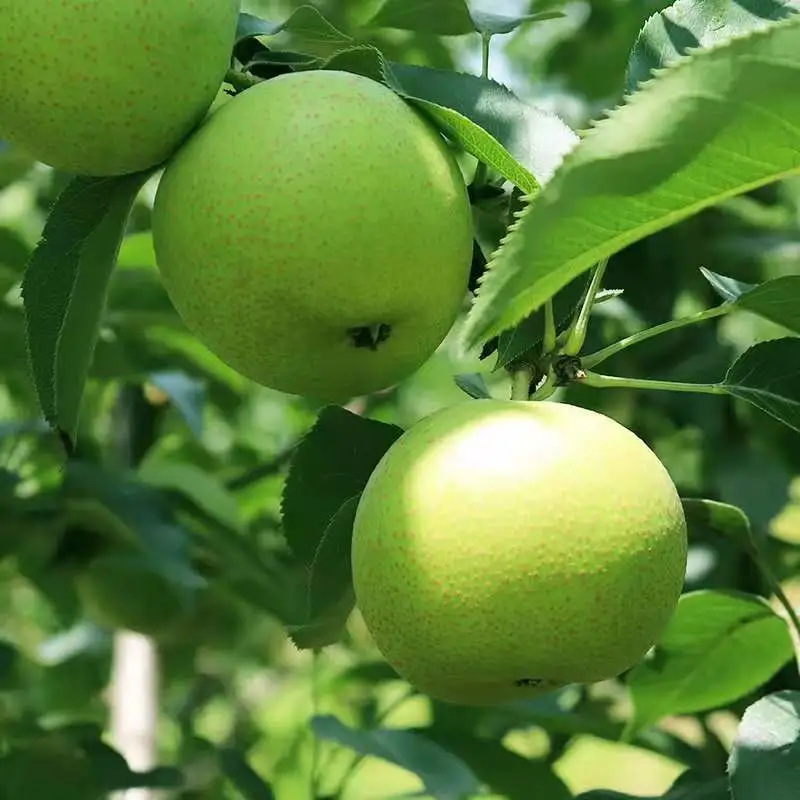 Anhui Dangshan Green Pear Fruit, Green Pear, Free Shipping, Fresh Fruit, Green Pear, Dropshipping