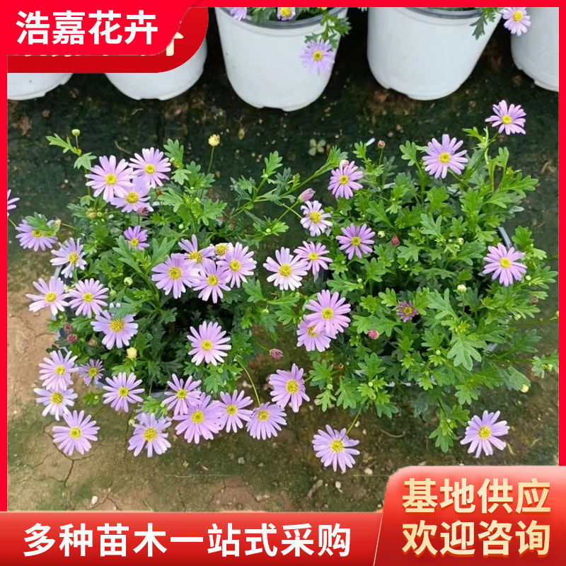 Thousand-Headed Chrysanthemum Potted Plant Blooms in All Seasons, Ji Xiaoju Ball Chrysanthemum, Ping-Pong Small Daisy Seedling with Flower Plant