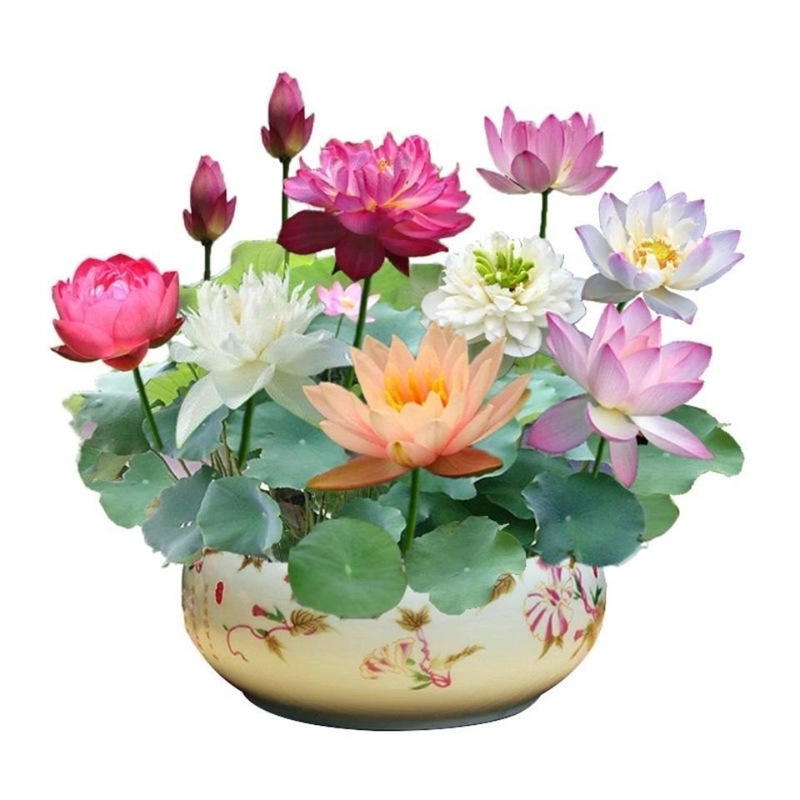 Four Seasons Sowing Bowl Lotus Seeds Have Been Opened Hydroponic Plants Water Lily Lotus Seeds Indoor Divided into Green Plants and Florals