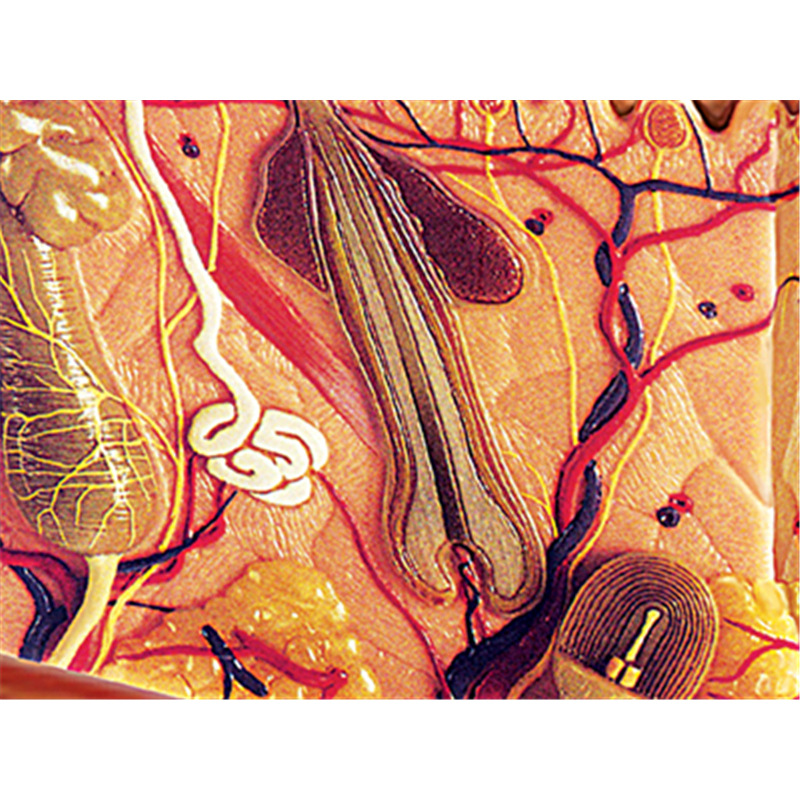 4D MASTER puzzle assembled toy human skin and hair organ anatomy medical teaching model