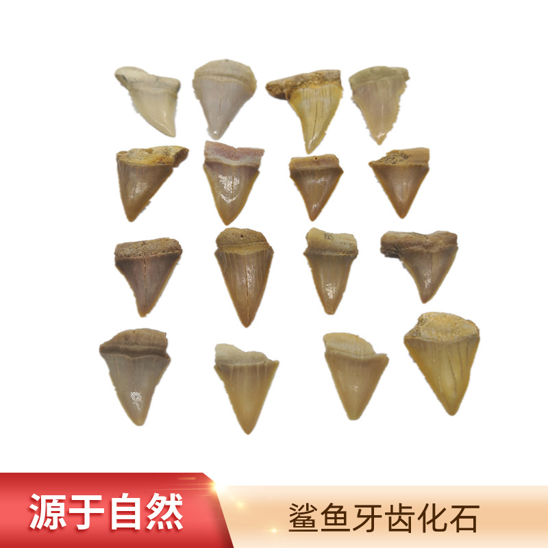 Natural Shark Tooth Fossil Bare Tooth Marine Animal Tooth Toy Gift Fossil Specimen Decoration Pendant Pendant