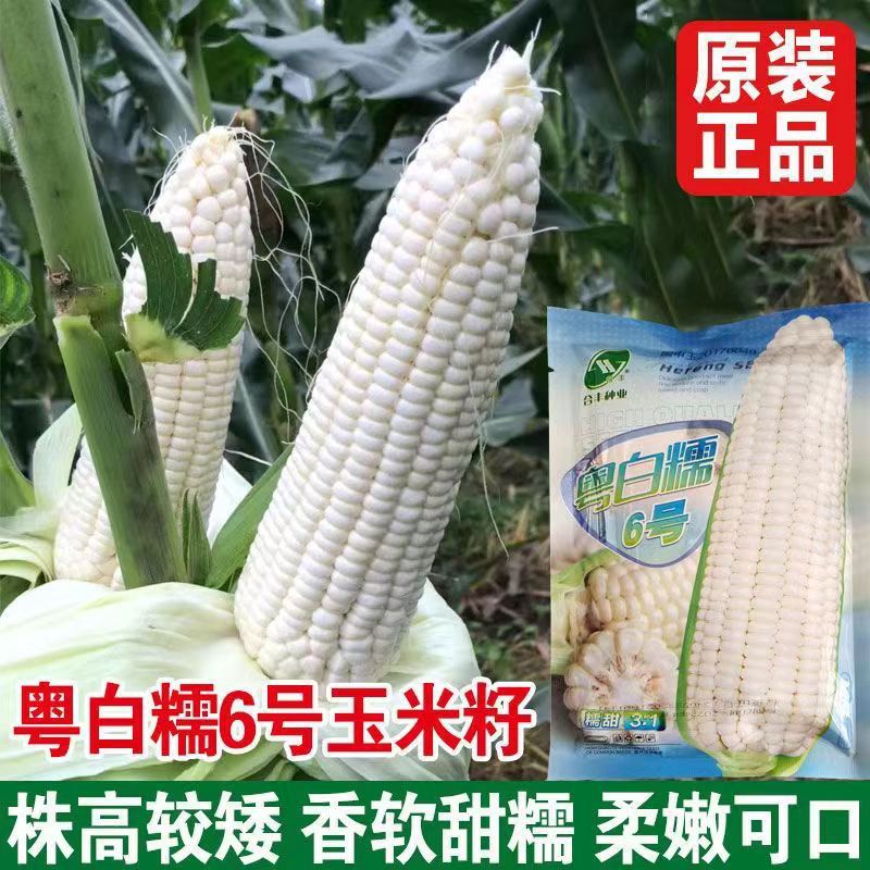 Yuebai Nuo No. 6 White Corn Seeds, Sweet Waxy Corn Seeds, Four-Season High-Yielding and Drought-Resistant Fruit Corn Seeds