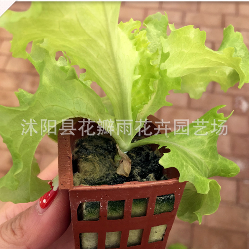 Imported agricultural soilless culture substrate seedling block modern agriculture hydroponics planting rock wool melon and fruit planting