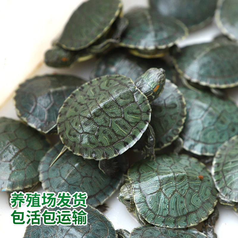 Живая рассада маленькой черепахи, бразильская черепаха, домашняя маленькая черепаха, ферма, оптовая продажа, живая рассада черепах