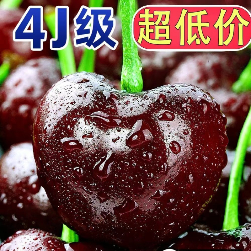 Shandong Cherries, Large Cherry Crisp and Sweet, Domestic Cherries, Fresh Cherries for Pregnant Women, Seasonal Free Shipping, Whole Box