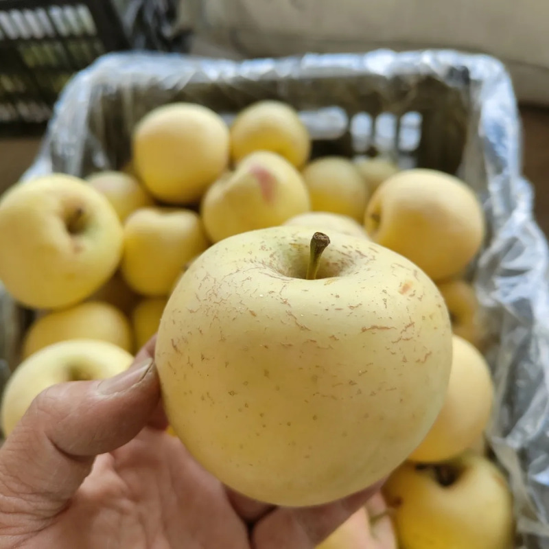 Shandong Cream Fuji Apple Fresh Fruit Origin Straight Shipping Free Shipping Cream Fuji Drop Shipping