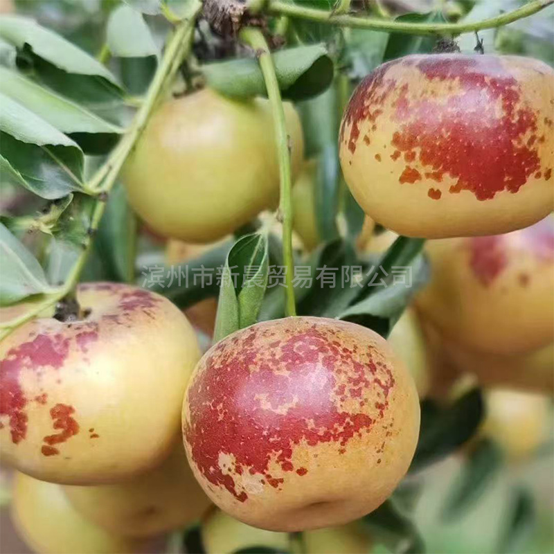 Shandong Zhanhua Second Generation Winter Dates Fresh Seasonal Crispy Dates for Pregnant Women Fruit Whole Box 2.5kg Free Shipping Crispy Sweet Juicy