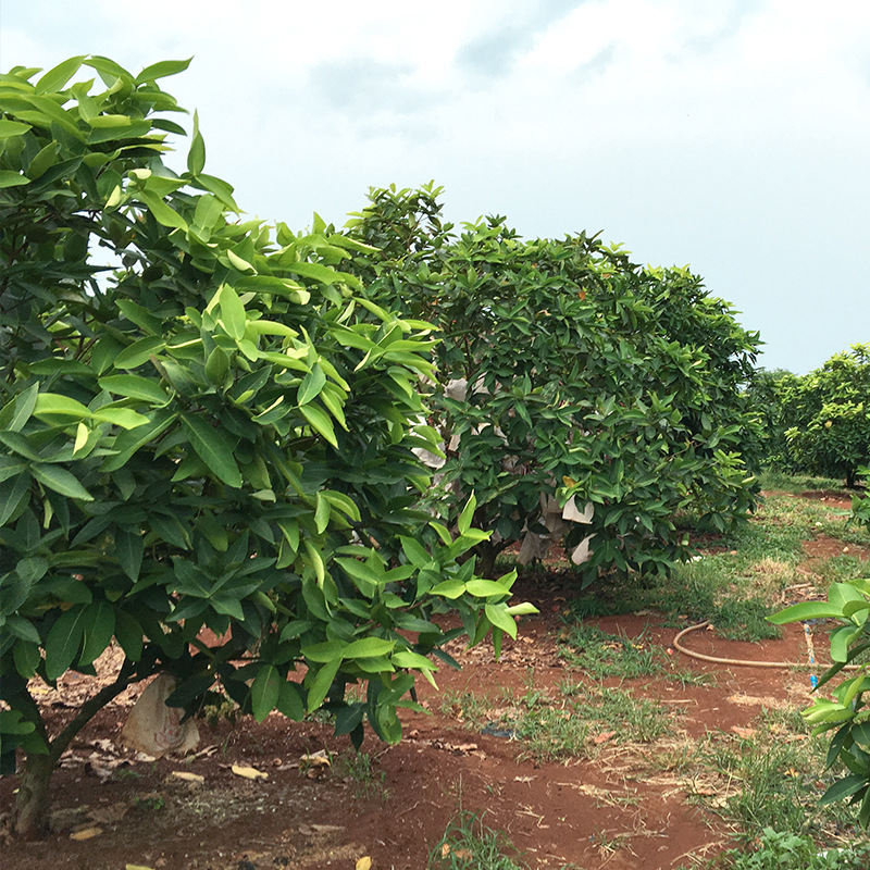 Black Diamond Lotus Mist Fresh Tropical Fruits a Whole Box of Crispy, Sweet and Juicy Mist Lotus Fruits Free Shipping Hainan Specialty