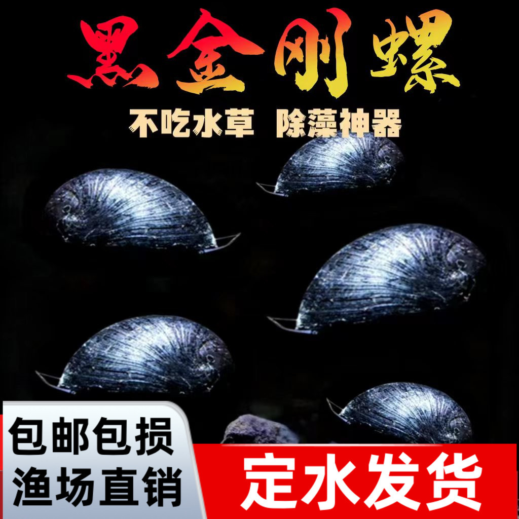 Черная алмазная улитка, декоративная, улитка яблоко, цветное яйцо, загадочная золотая зебровая луковица, инструмент для удаления водорослей, живая улитка