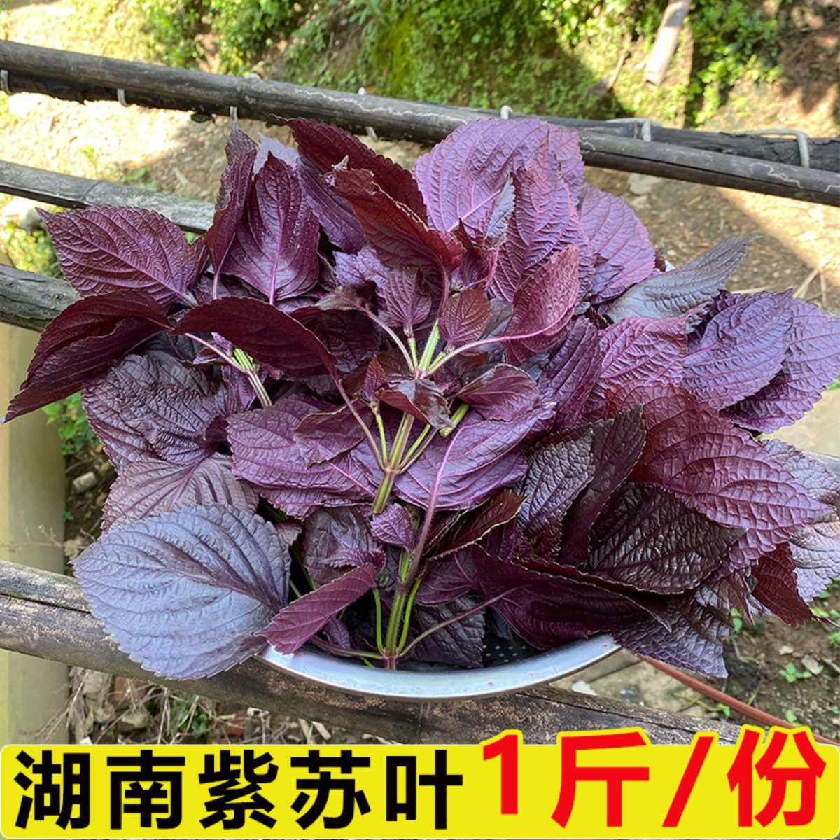 Премиальные свежие листья периллы, съедобные, из Хунани, для ресторанов, устраняющие запах рыбы