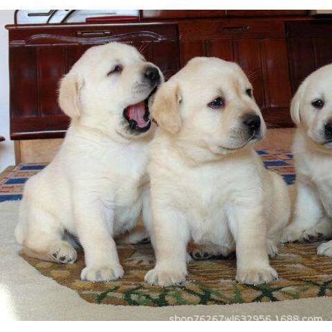 Wholesale Purebred Labrador Puppies Live Dog Puppy Labrador Guide Dog Touring Dog Pet Dog Dog