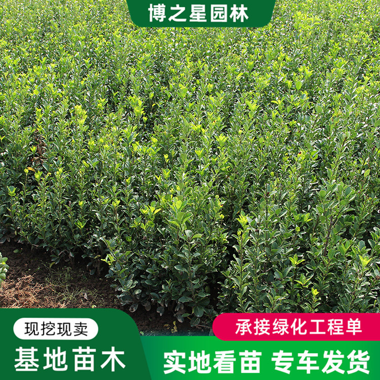 Саженцы остролистного самшита для озеленения, вечнозеленые кустарники, саженцы для ограждения, крупнолистный самшит