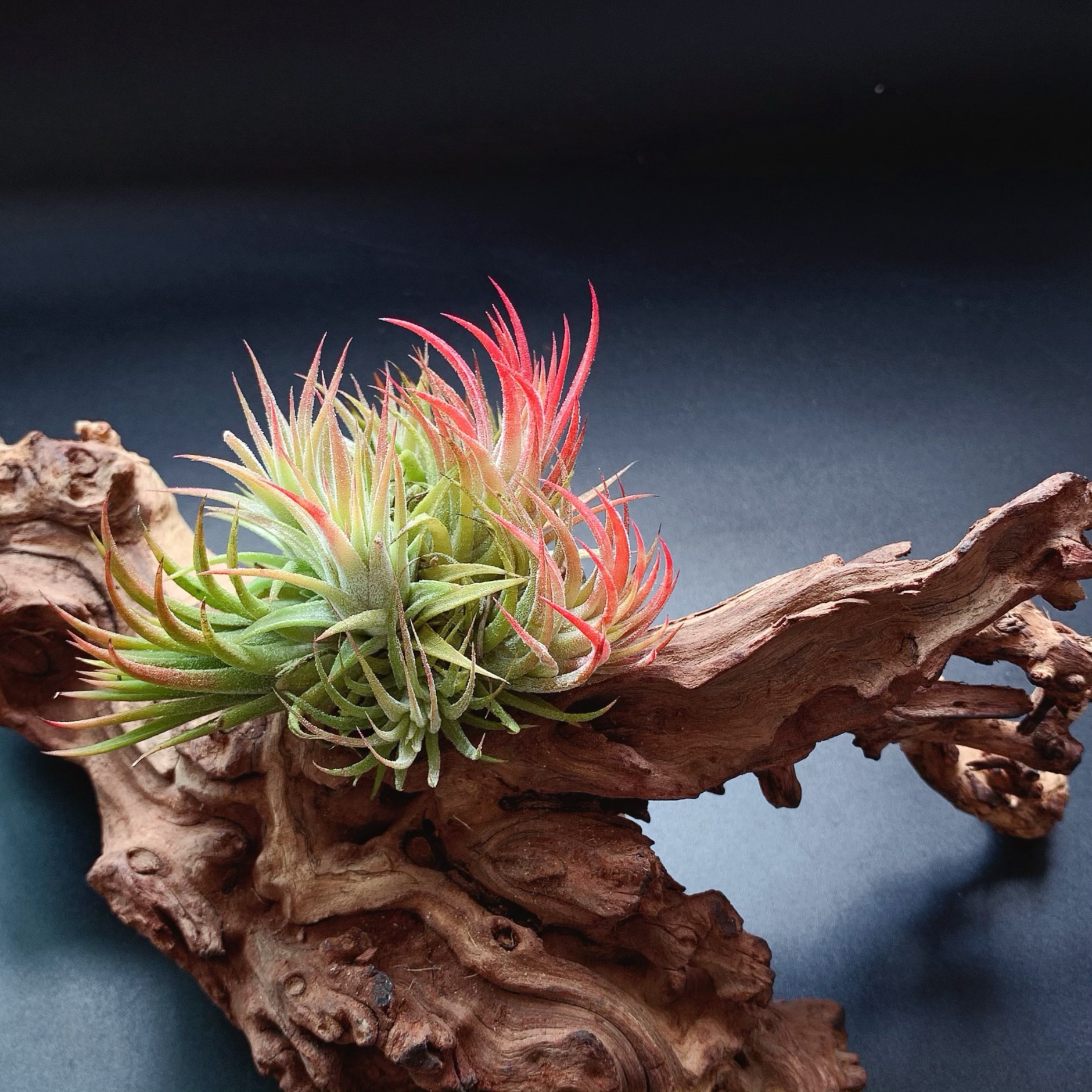 Прямые поставки с фабрики, базовые прямые волосы, воздухопроницаемое растение ананаса, эльф лебедь