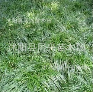 Офиопогон японикус, трава дракона, речная трава, саженцы японского карликового офиопогона без почвы, теневыносливые и легко выживающие растения для покрытия