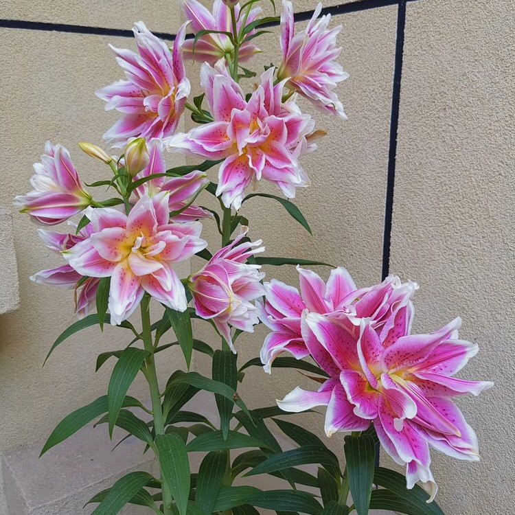 Lily Bulbs Bloom in All Seasons, Indoor and Outdoor Flower Pots, Perfume Lily Seeds, Easy to Grow and Live, Double-Petaled Flowers