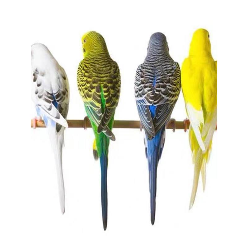 Parrots Live Birds Live Parrots Learn to Talk Pet Birds Cloud Spots Small Domestic Birds Live