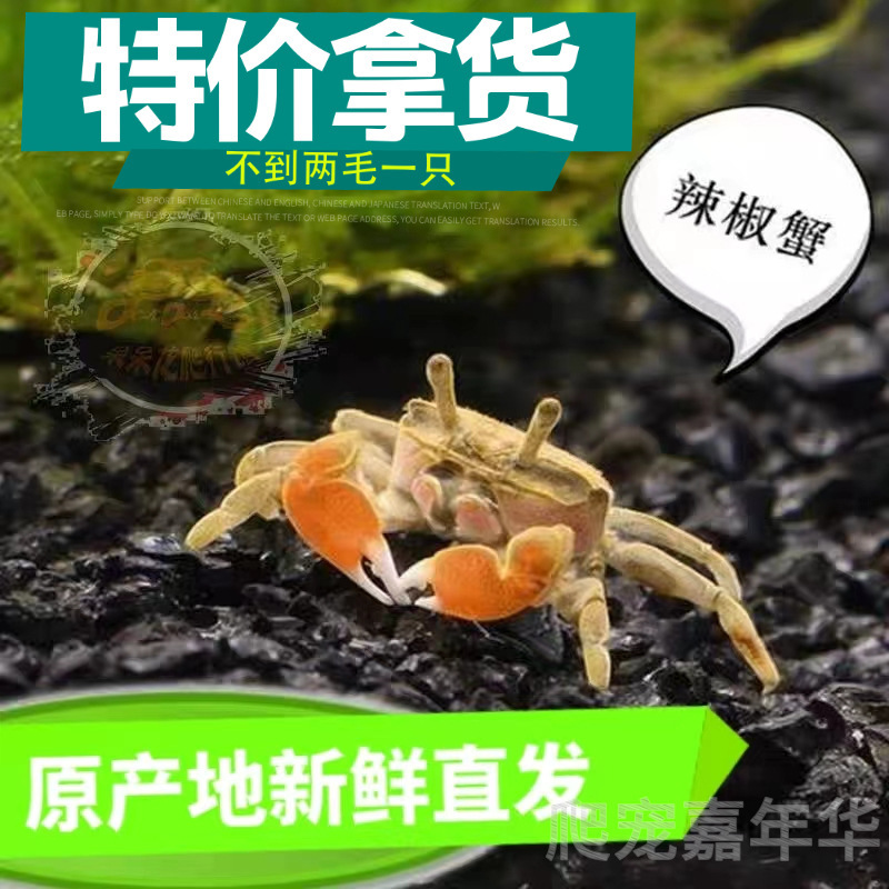 Перцовый краб, мелкий краб, декоративная рыба, живой питомец