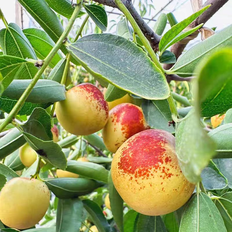 Shaanxi Dali Winter Jujube Fresh Fruit Seasonal Jujube Crispy Sweet Green Jujube Whole Box 2.5kg Jujubes 1.5kg