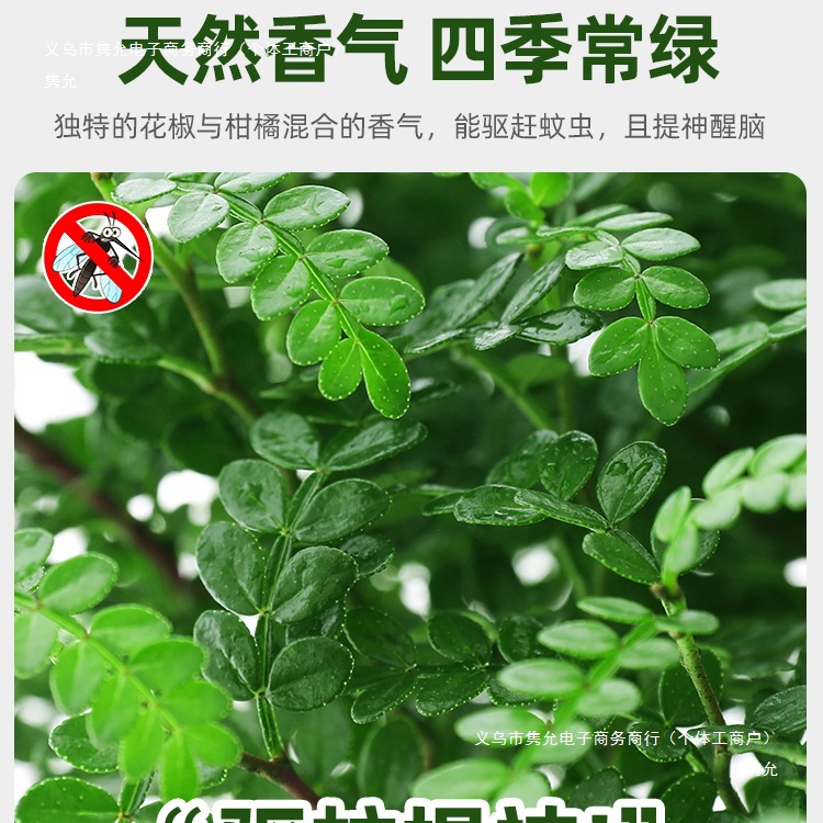 Fragrant Pepper Wood Potted Green Plants, Mosquito Repellent Grass, Flower Plants, Indoor Saplings, Nine-Mile Fragrant Old Stump Bonsai