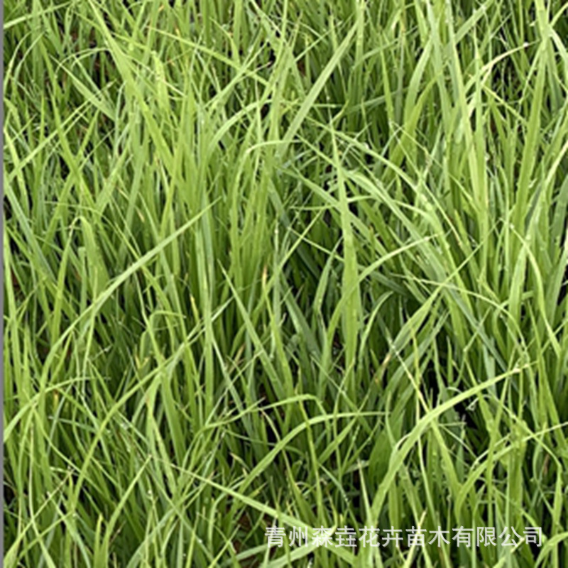 Little Rabbit Wolf Tail Grass Potted Plant, Leaf Rabbit Tail Grass, Sun-Loving and Cold-Resistant Courtyard Balcony Grass, Perennial Ornamental Grass