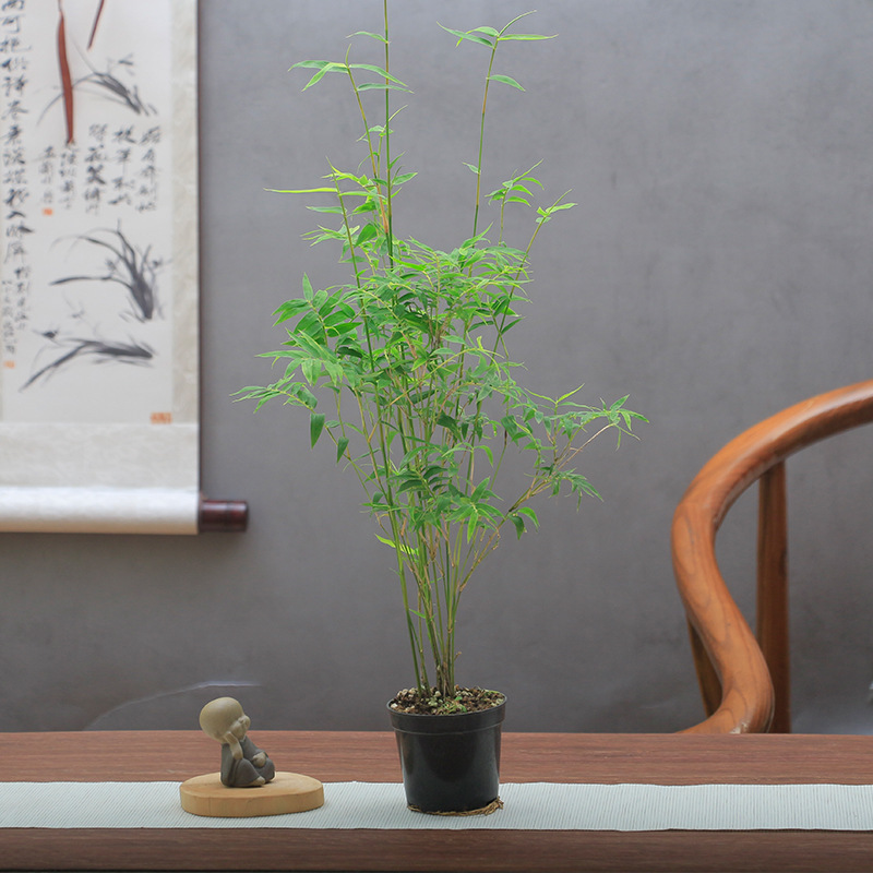 Ji Cuizhu Green Axis Bamboo Rice Bamboo Red Bamboo Golden Silk Buddha Belly Bamboo Australian Style Bamboo Water and Land Tank Landscaping Plant Potted Plant