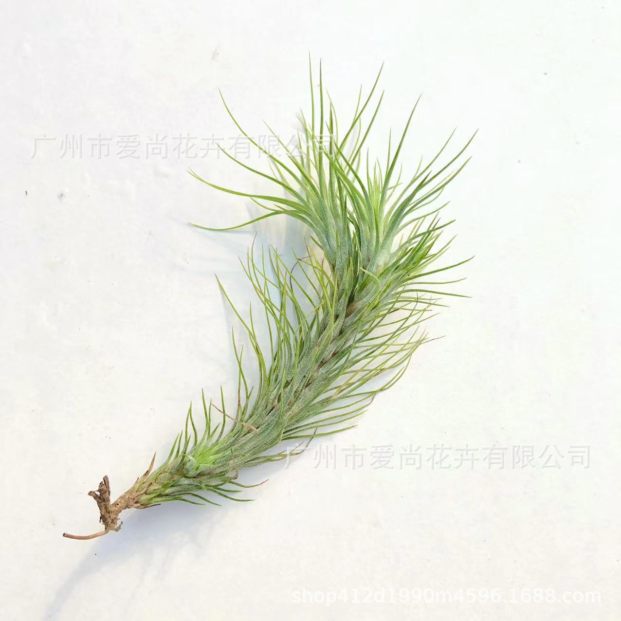 Air Pineapple Wholesale Base Straight Hair Soilless Cultivation Usnea Old Man's Beard Orchid Easy to Grow