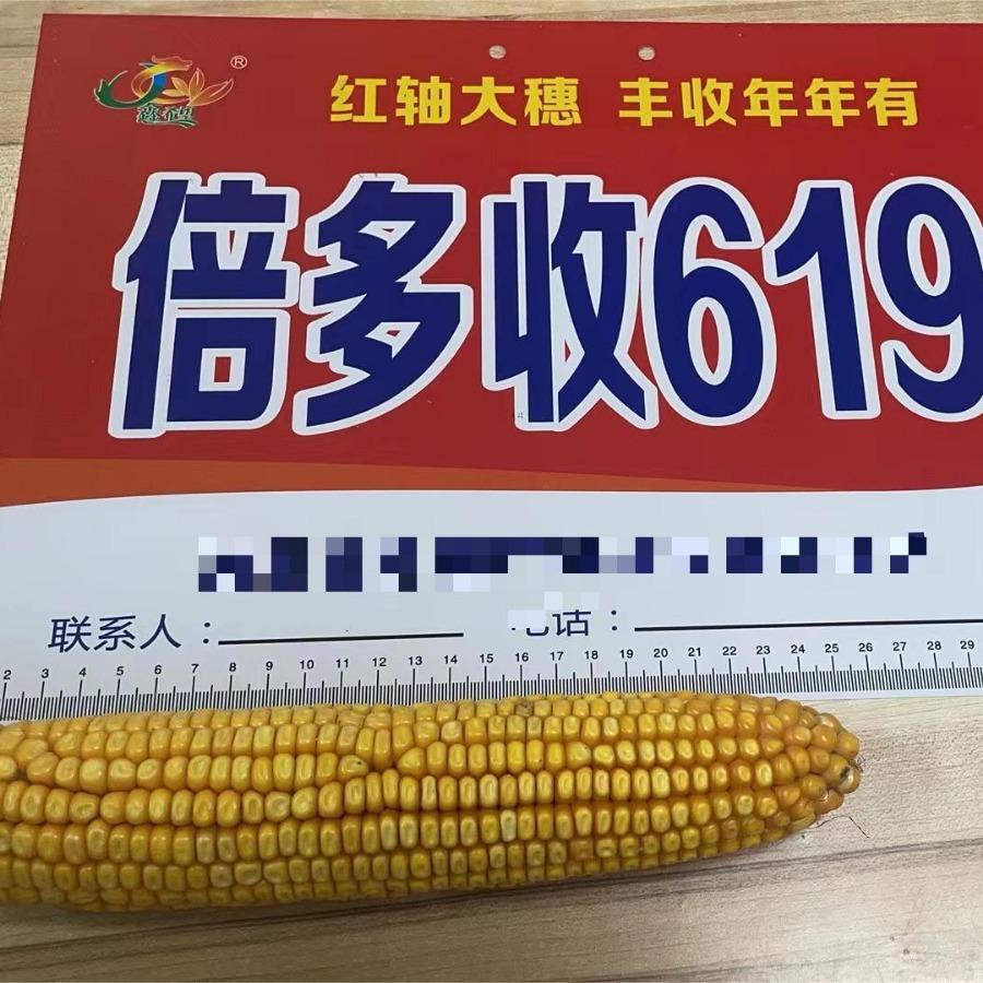 Hybrid Corn Seeds 2023 Approved Times More Than 619 Red Shaft Hybrid Corn Seeds