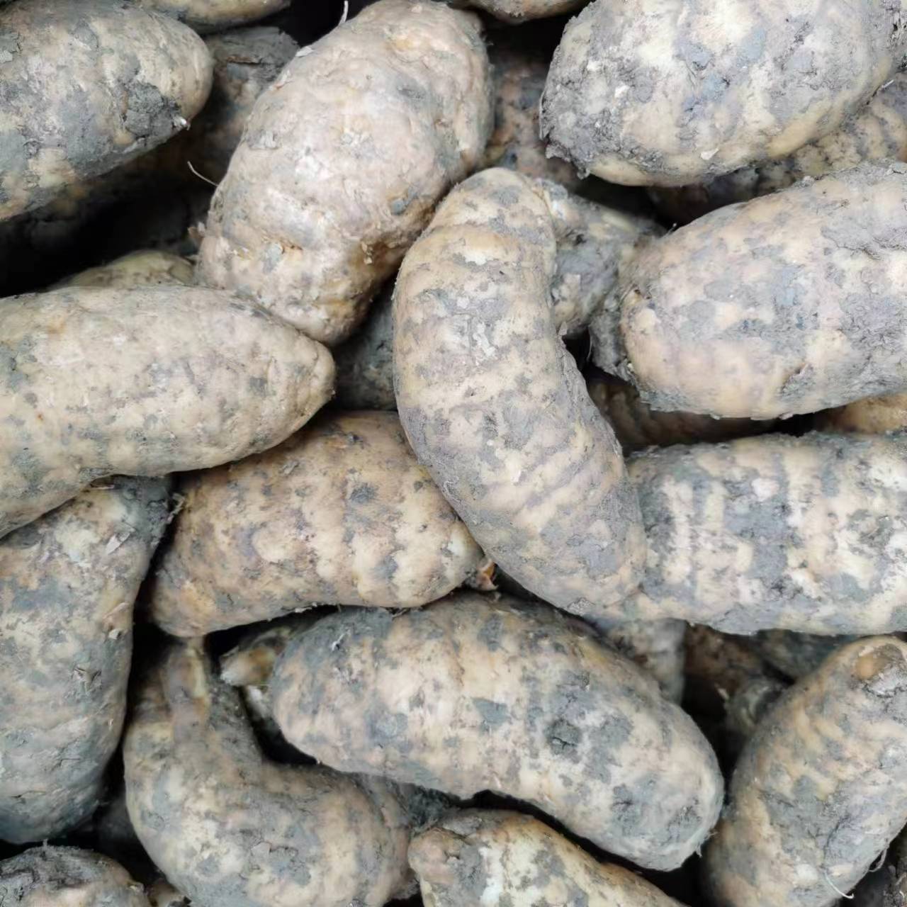 Fresh Gastrodia Elata Jianghu Street Stall Exhibition Hot-Selling Supply Hotel Catering Soup Edible Gastrodia Elata Is Now Dug and Found in the Place of Origin