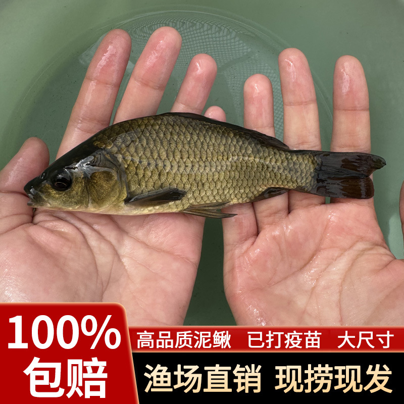 Zhongke No. 5 Golden Crucian Carp and Crucian Carp Fry Project Xiangyun Crucian Carp Soil Crucian Carp Freshwater Culture Edible Live Large Grass Carp Fry