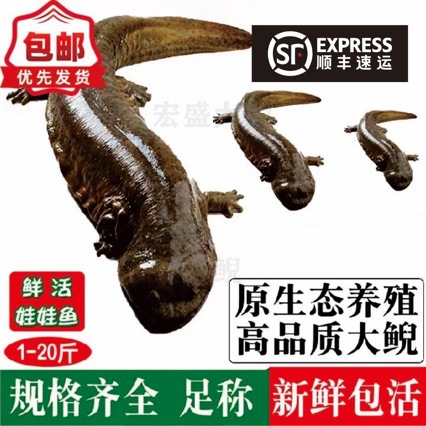 6.5kg a Direct Supply of Fresh Edible Live Fish from a Breeding Factory to a Giant Salamander Pet Seedling Aquatic Freshwater Fish Package