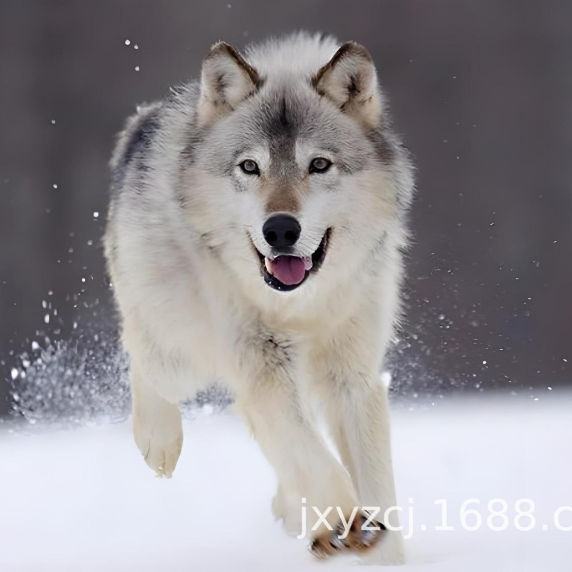 Wholesale Purebred Czech Wolf Large Guard Dog Puppies Live Dog Puppy Czech Wolf Working Dog Explosion-Proof Dog Dog