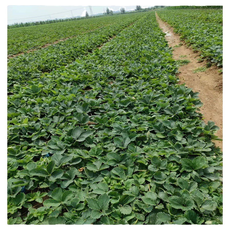 Miaoxiang No. 7 Strawberry Seedlings, Hard-Fruited Disease-Resistant and High-Yielding Strawberries, Miaoxiang Southern Varieties, Miaoxiang Strawberry Seedlings