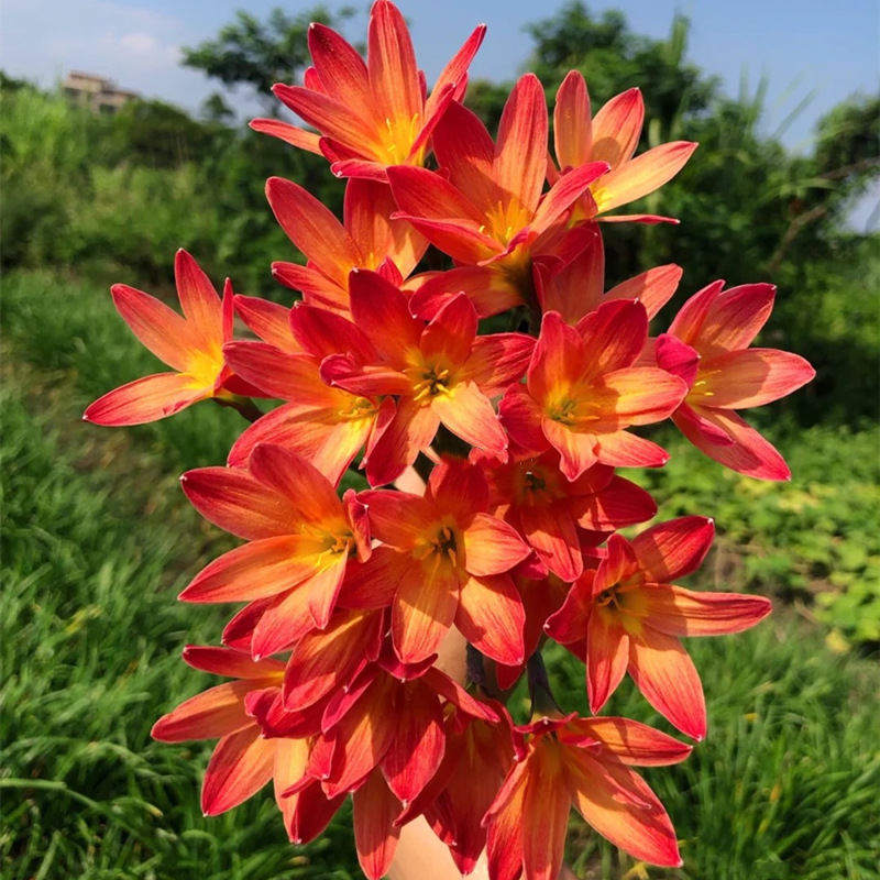 Wind and Rain Orchid Bulbs Bloom in All Seasons, Double-Petaled Leek Orchid Seedlings, Indoor and Outdoor Courtyard Flower Beds, Cold-Resistant Potted Plants