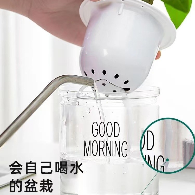 Green dill rich tree asparagus fleshy flower potted plant indoor mint rich bamboo hydroponic small green plant to feed well