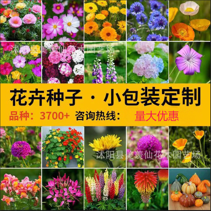 Комплект маленьких семян для домашнего сада на все сезоны, легкие в посеве, семена цветов фабрики, семена цветов для балкона