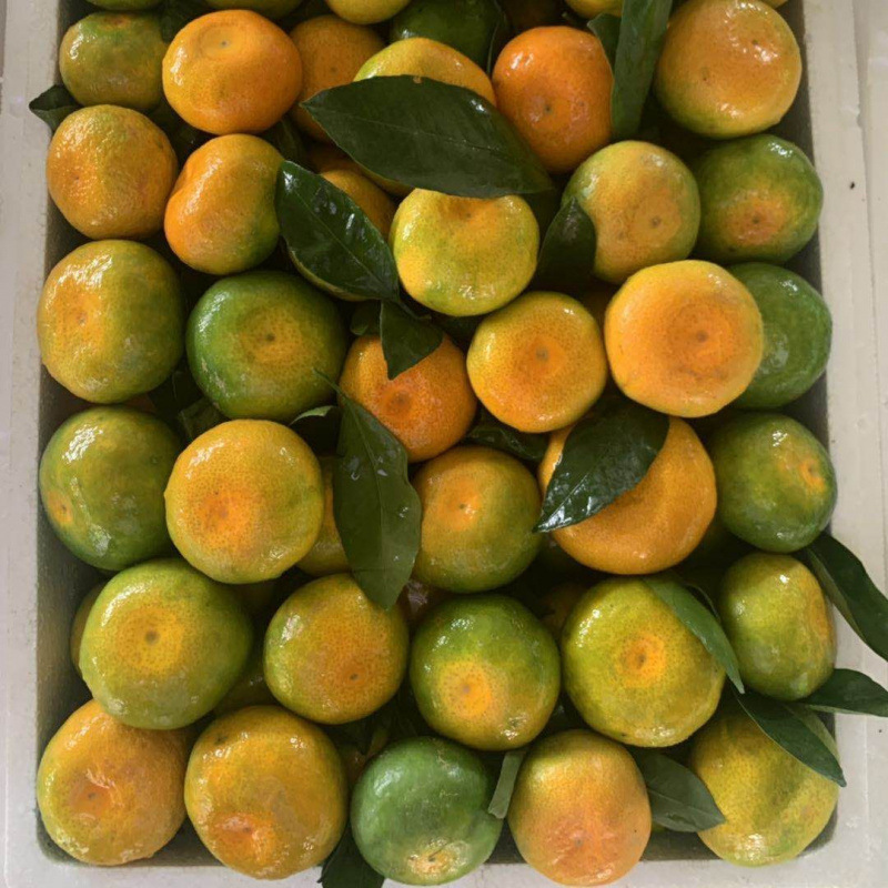 Freshly Picked Yunnan Mandarin Oranges, Extra Early Maturing Huaining Fresh Thin-Skinned Green-Skinned Sweet and Sour Fruit Seedless Mandarin Oranges for Pregnant Women