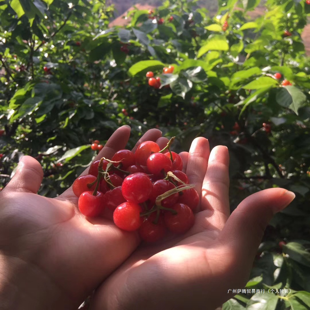 Fresh Small Sweet and Sour Cherries, Non-Fruit, Shandong Freshly Picked Cherries, En'Er Rice for Pregnant Women